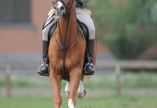 Equitazione
